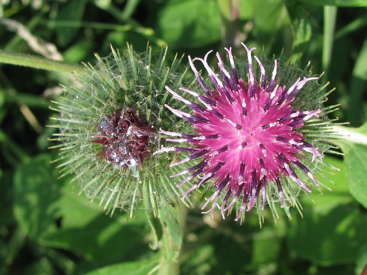 Image of Arctium &times; ambiguum specimen.