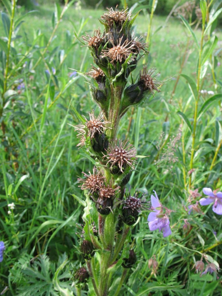 Изображение особи Saussurea baicalensis.