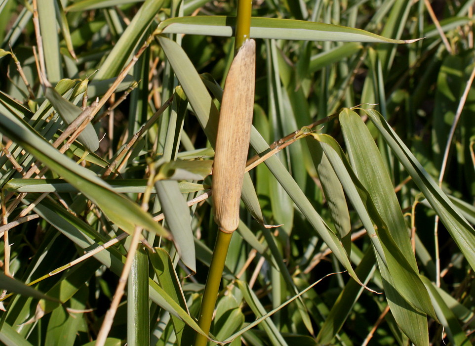 Image of Fargesia murielae specimen.