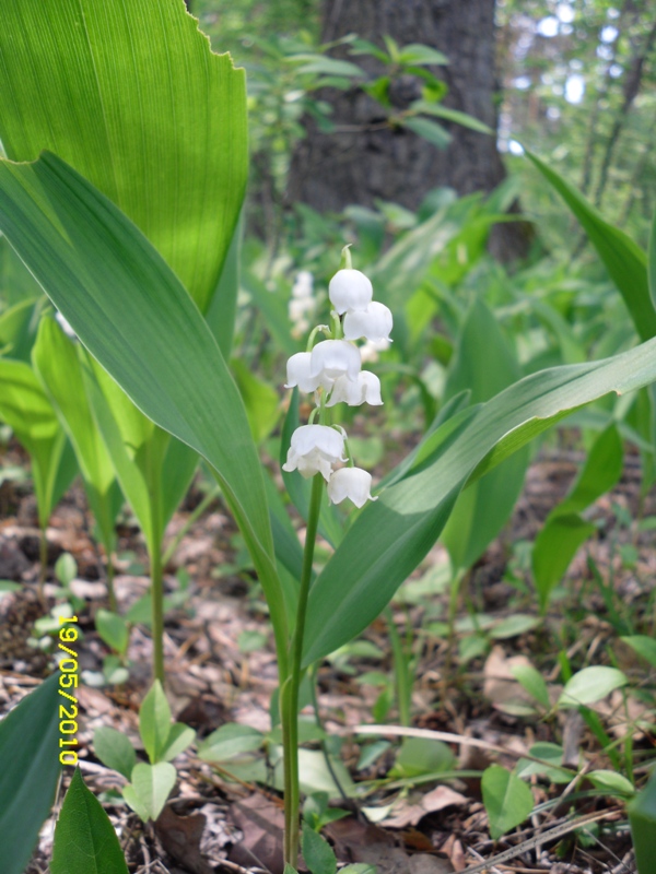 Image of Convallaria majalis specimen.