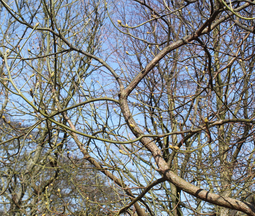 Image of Sassafras albidum specimen.