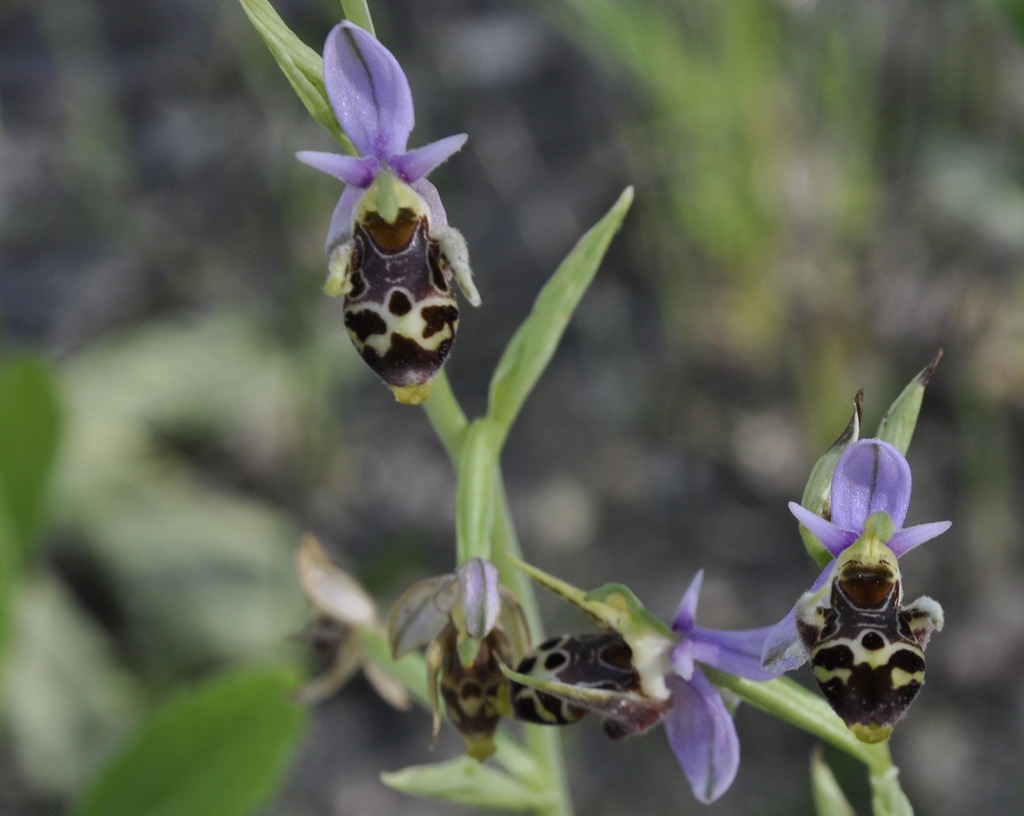 Image of Ophrys oestrifera specimen.