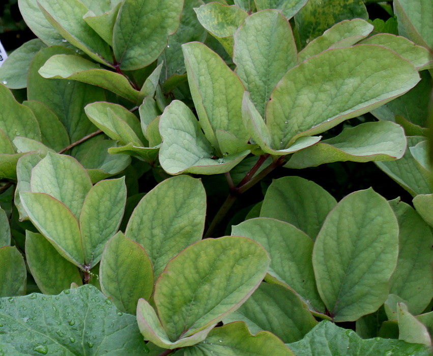 Image of Paeonia mlokosewitschii specimen.