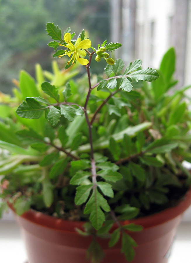 Image of Rorippa sylvestris specimen.