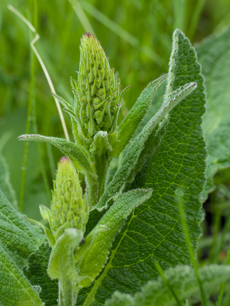 Image of Verbascum nigrum specimen.