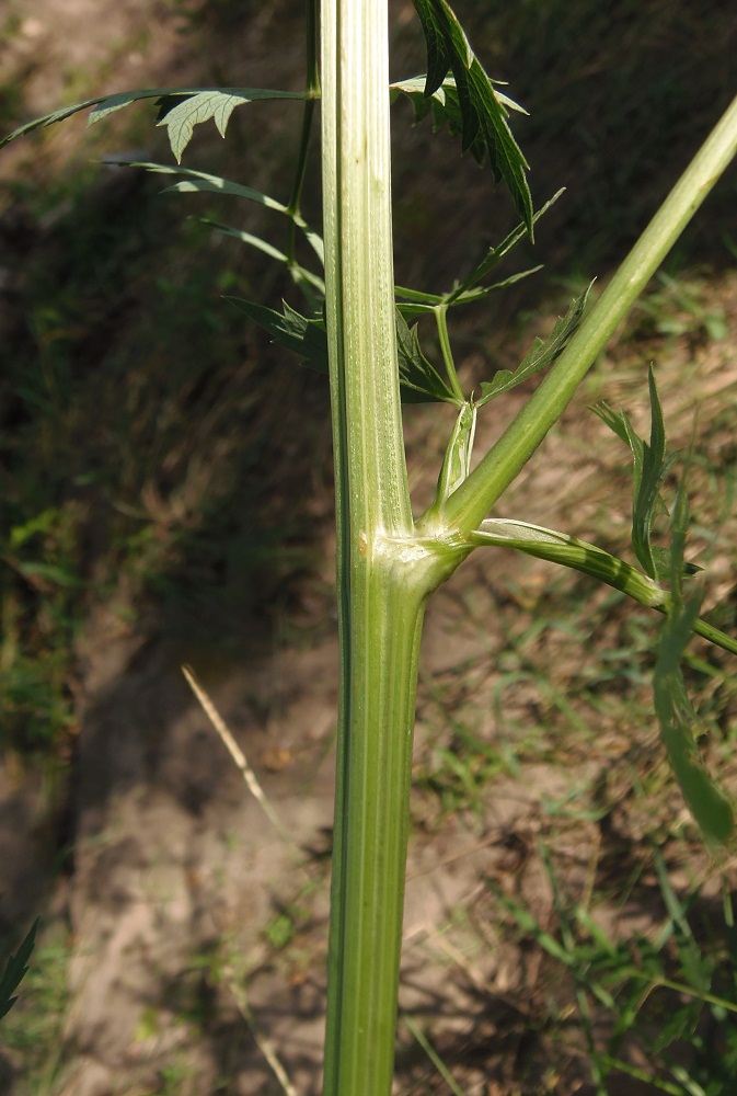 Image of Seseli libanotis specimen.