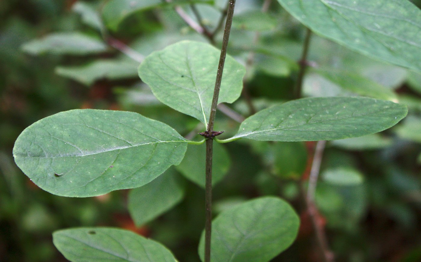 Image of Lonicera xylosteum specimen.