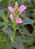 Chelone obliqua. Вехняя часть побега с соцветием. Германия, г. Krefeld, Ботанический сад. 11.08.2013.