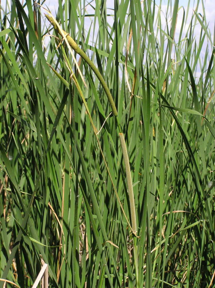 Image of Typha domingensis specimen.