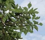 Fraxinus ornus. Ветвь. Германия, г. Krefeld, Ботанический сад. 20.08.2013.