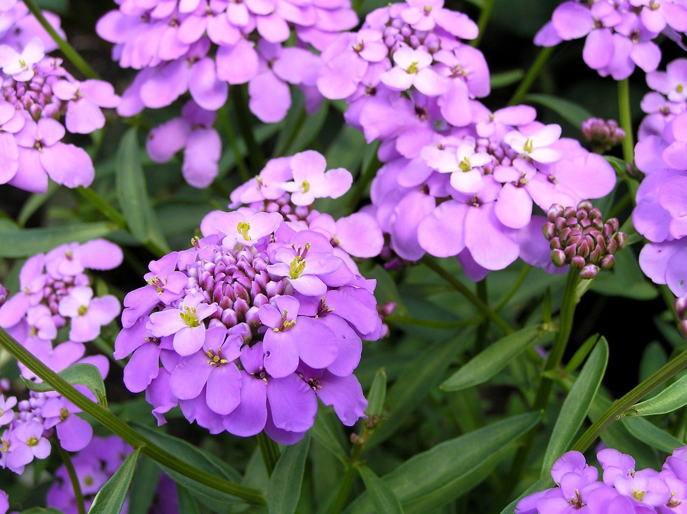 Image of Iberis umbellata specimen.