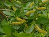 Salix pentandra