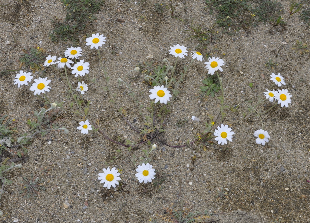 Image of Anthemis tomentosa specimen.