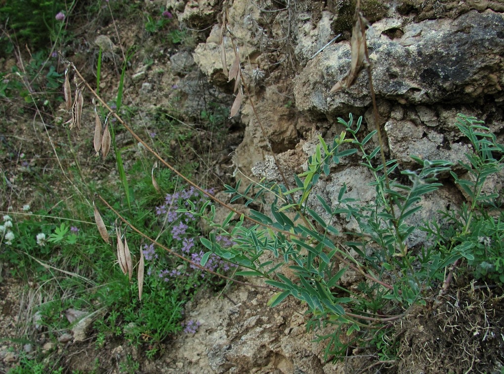 Изображение особи Astragalus gorczakovskii.