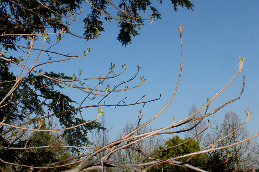 Image of Viburnum prunifolium specimen.