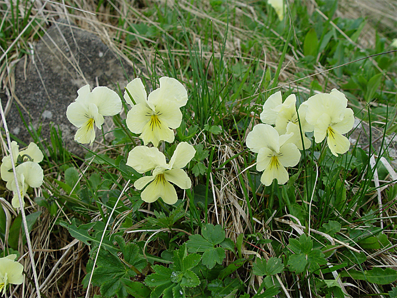 Изображение особи Viola oreades.