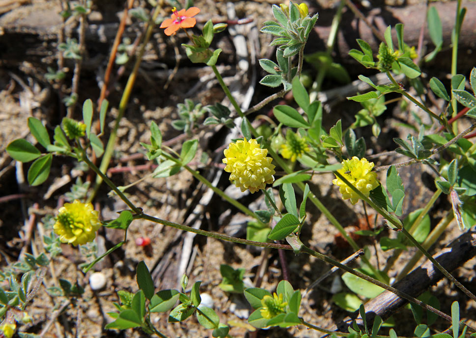 Image of Trifolium campestre specimen.