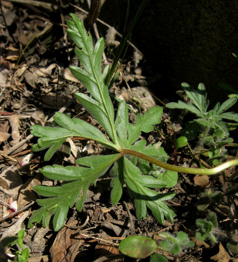 Изображение особи Geranium tuberosum.