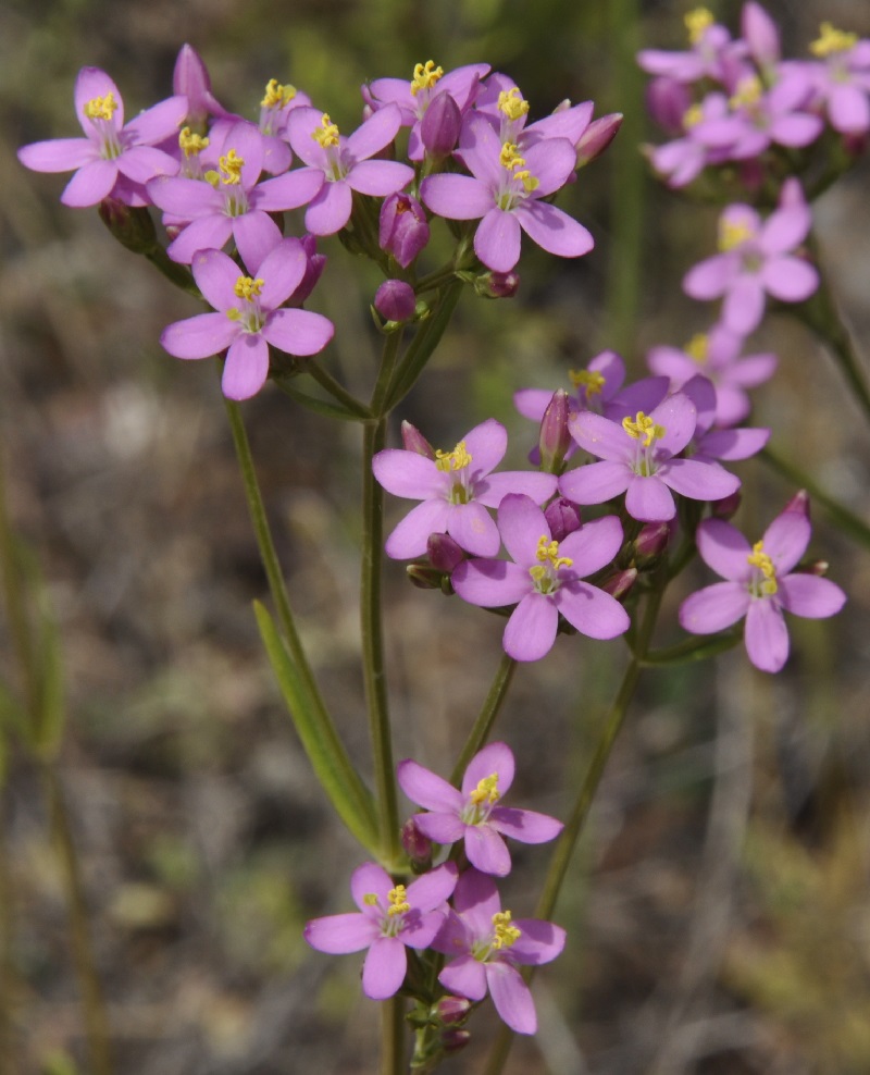 Изображение особи род Centaurium.