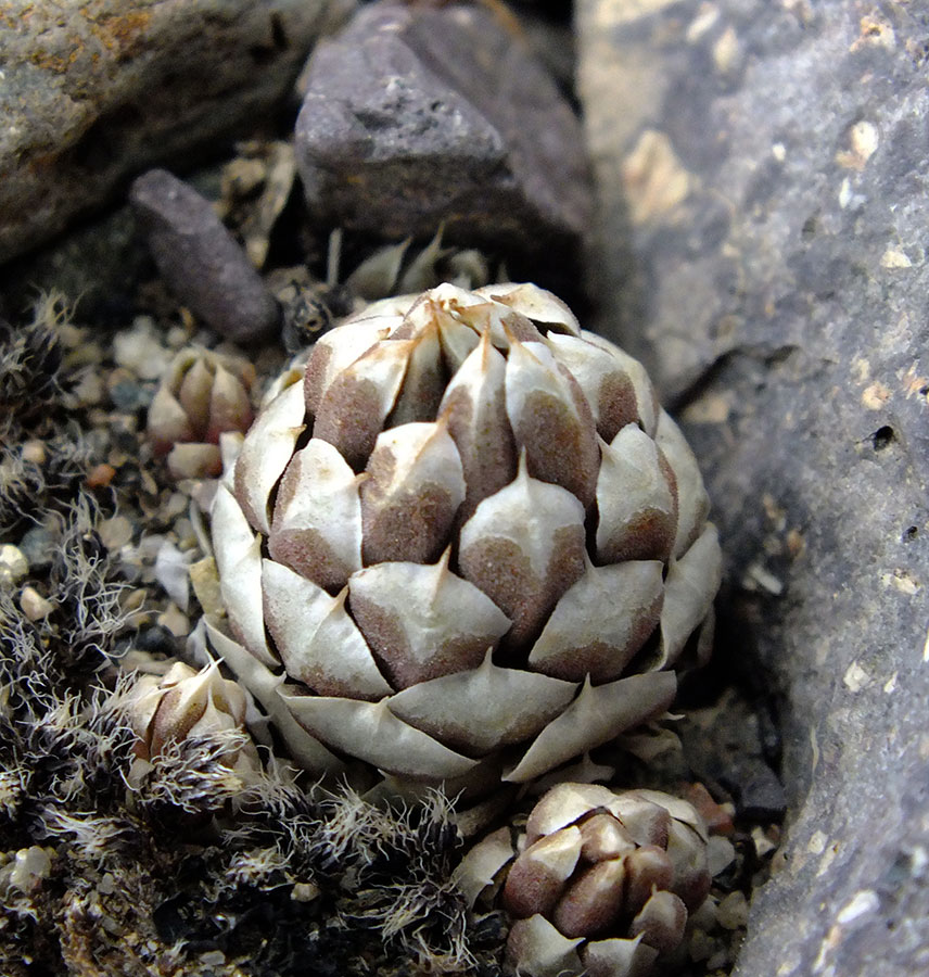 Изображение особи Orostachys thyrsiflora.