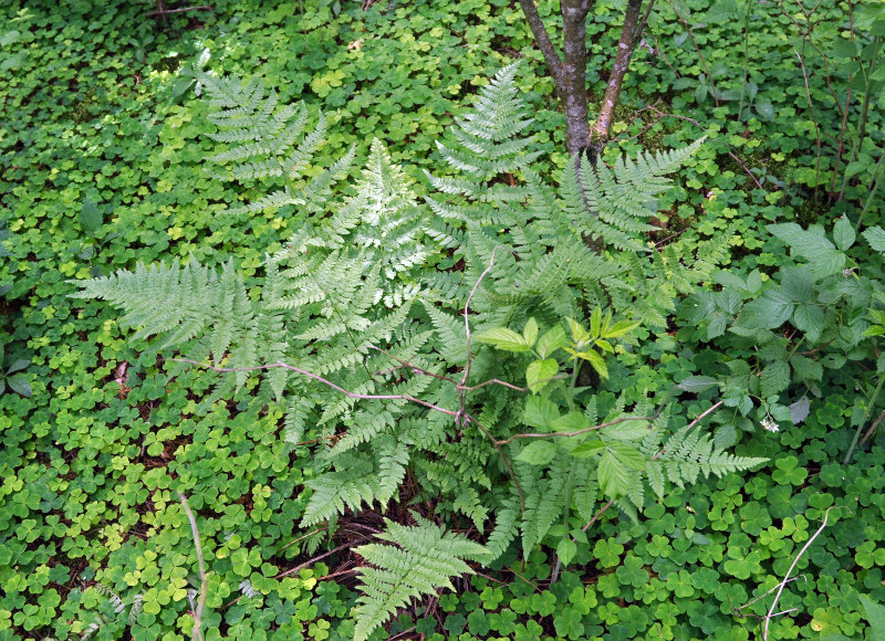 Image of Dryopteris carthusiana specimen.