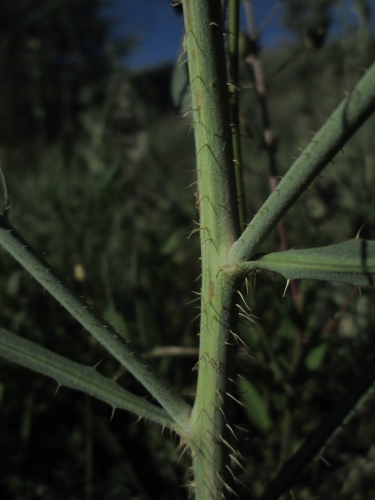 Изображение особи Chondrilla juncea.