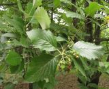 Sorbus × latifolia. Верхушка побега с незрелым соплодием. Москва, ГБС, в культуре. 02.07.2014.