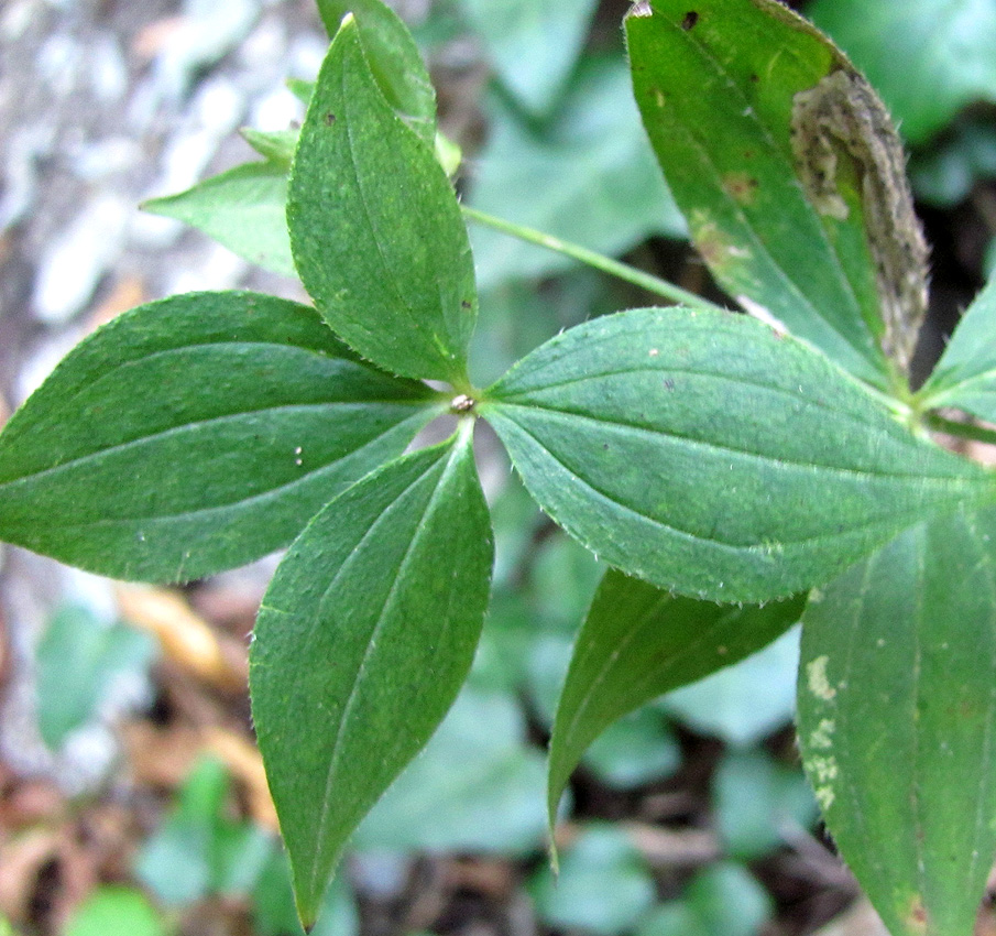 Изображение особи Asperula caucasica.