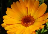 Calendula officinalis. Соцветие. Татарстан, г. Бавлы, сад. 06.08.2014.