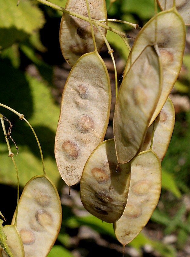 Изображение особи Lunaria rediviva.