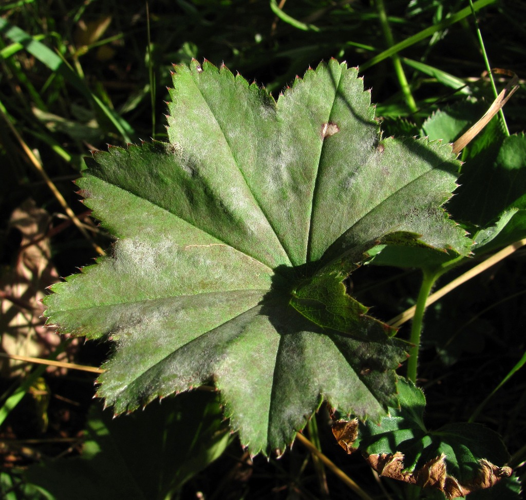 Изображение особи род Alchemilla.