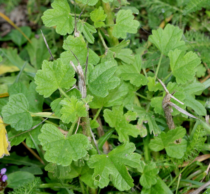 Image of familia Malvaceae specimen.