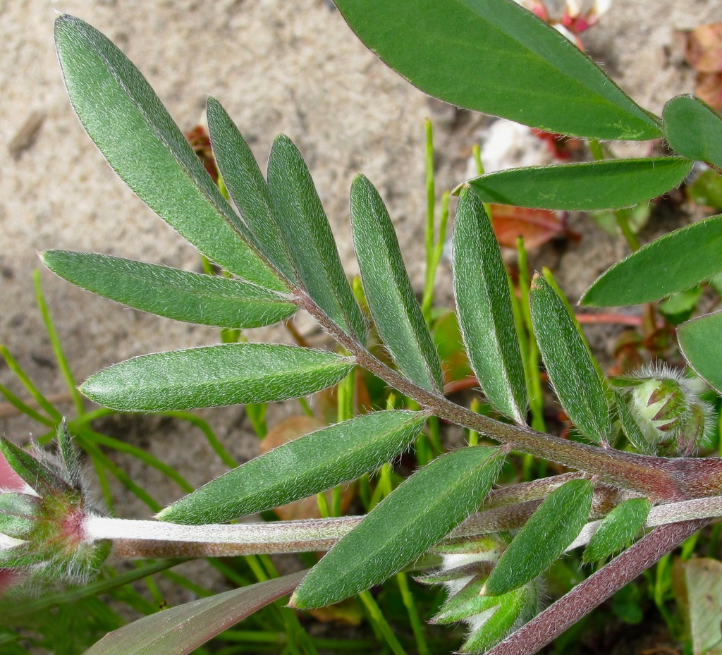 Изображение особи Anthyllis vulneraria.