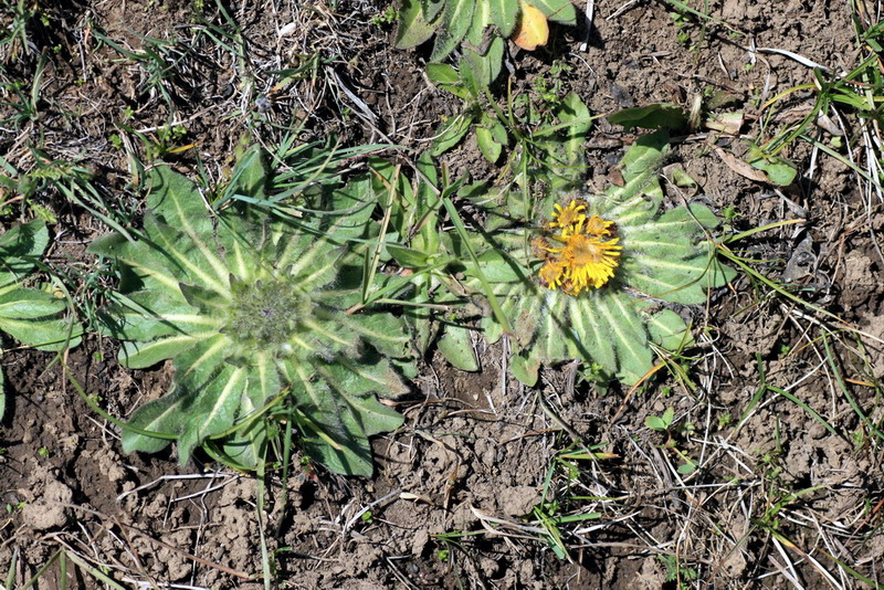 Изображение особи Inula rhizocephala.