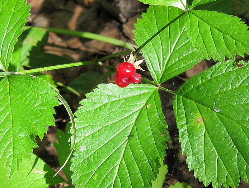 Image of Rubus saxatilis specimen.