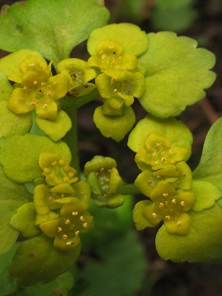 Image of Chrysosplenium alternifolium specimen.