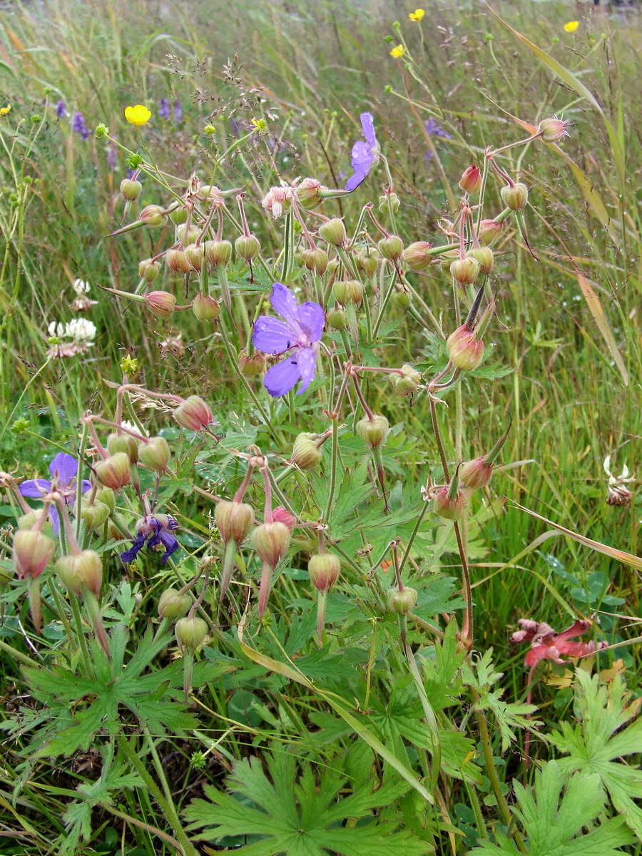 Image of Geranium pratense specimen.