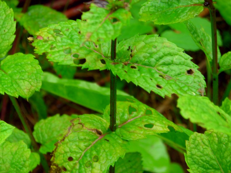 Image of Mentha spicata specimen.