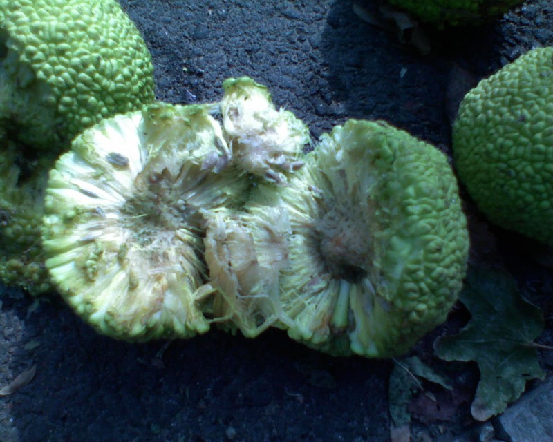 Image of Maclura pomifera specimen.