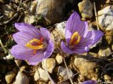 Crocus pallasii