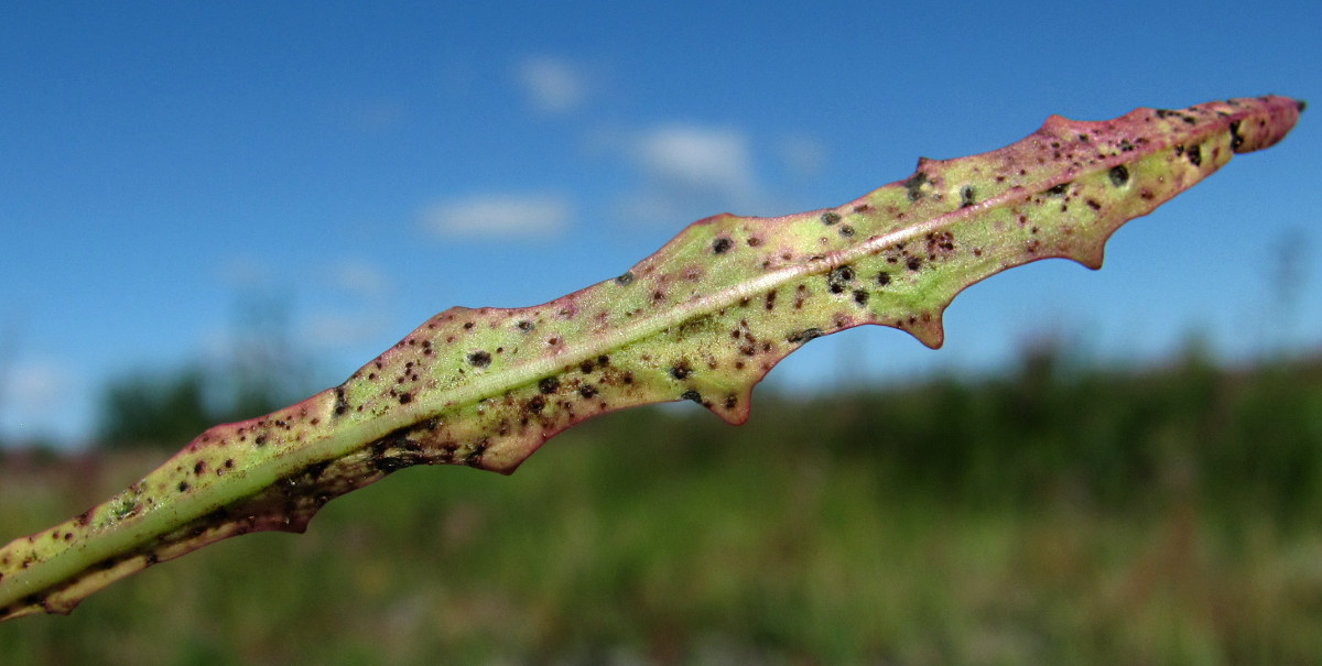 Image of Scorzoneroides autumnalis specimen.