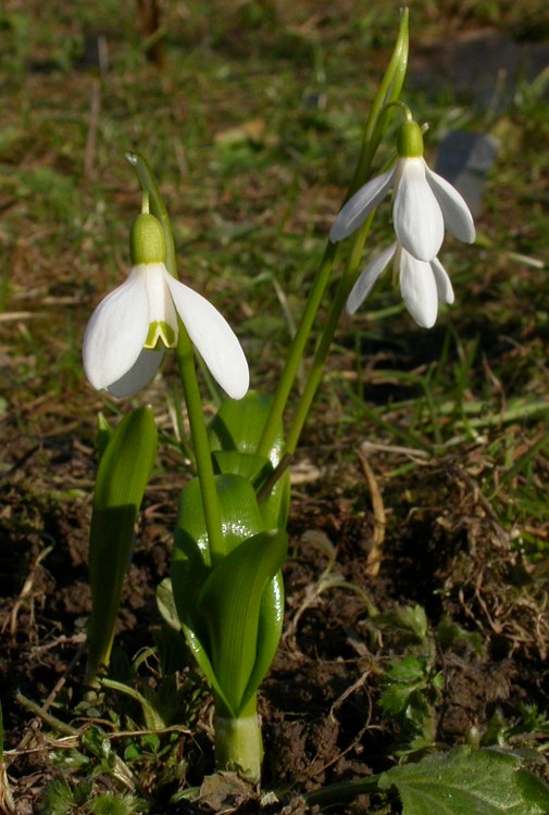 Image of Galanthus woronowii specimen.