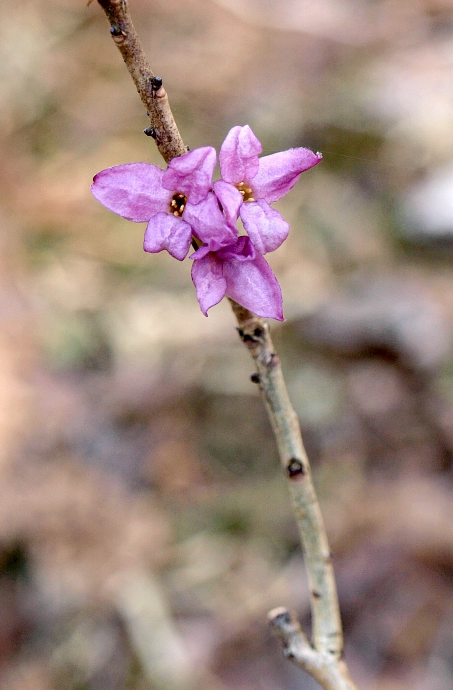 Изображение особи Daphne mezereum.