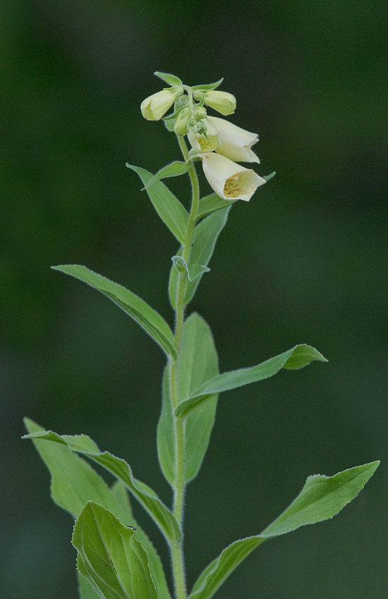 Image of Digitalis grandiflora specimen.