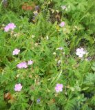 Смотреть изображение Geranium collinum