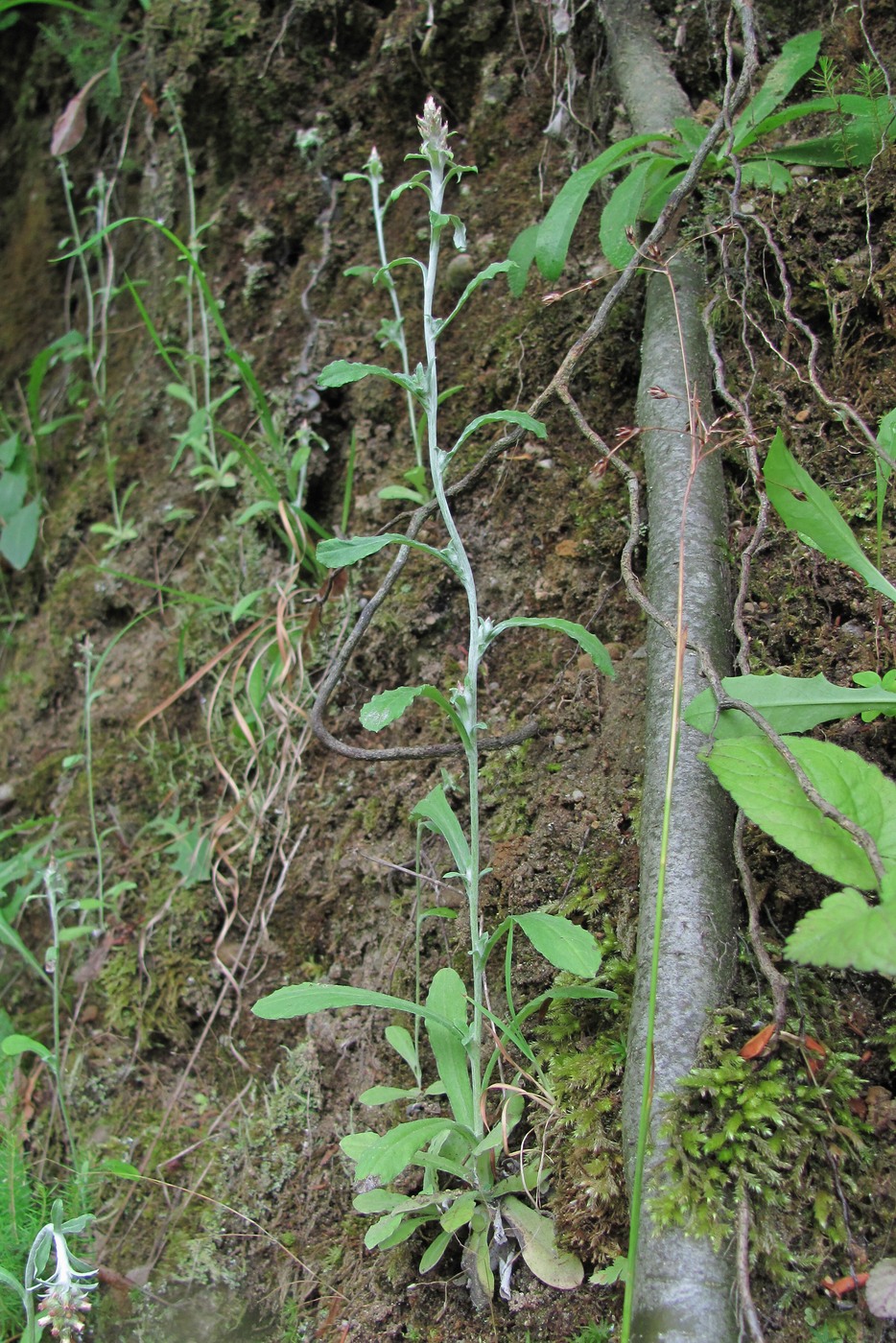 Image of familia Asteraceae specimen.