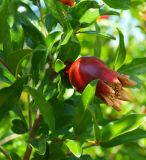 Punica granatum. Часть веточки с завязавшимся плодом. Крым, Севастополь, садовый участок. 12.06.2013.