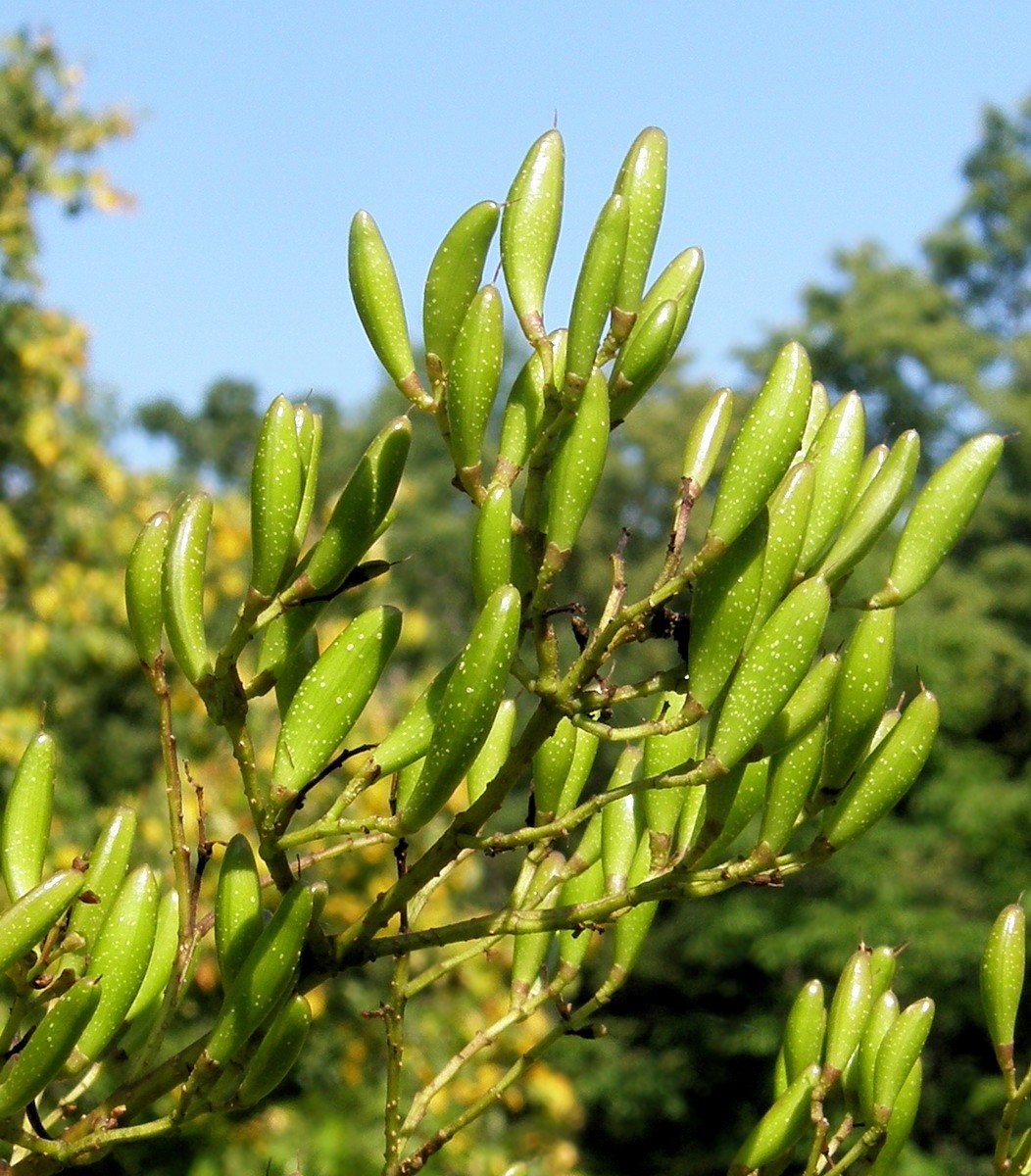 Image of Syringa amurensis specimen.