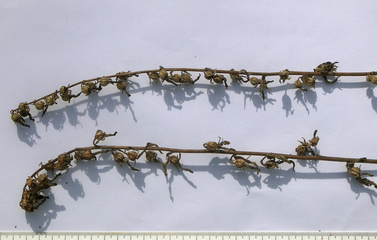 Image of Campanula leskovii specimen.