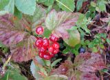 Rubus saxatilis